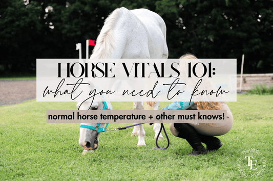 Normal Horse Temperature & Other Horse Vitals You Should Know - Thiandro Equestrian Products