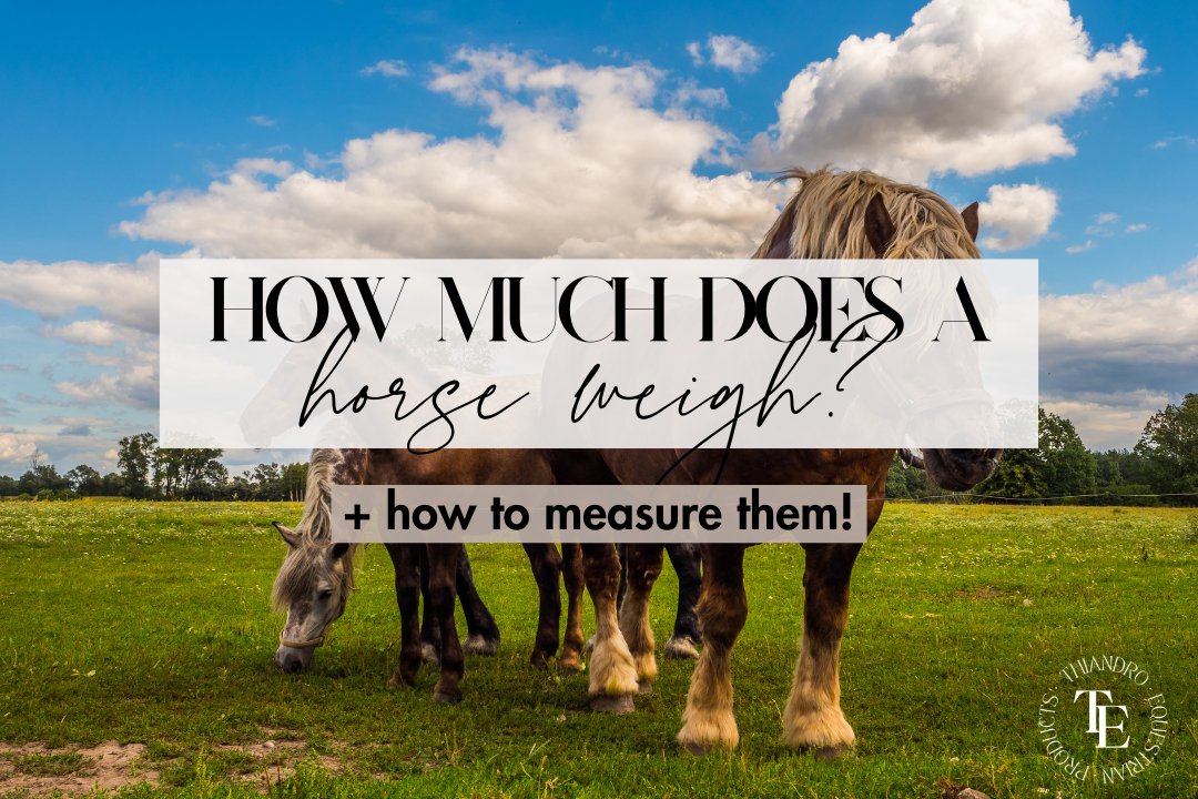 How Much Does A Horse Weigh (+ How to Measure Them!) - Thiandro Equestrian Products