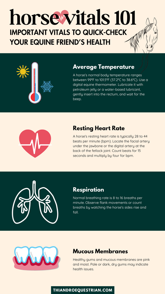 Normal Horse Temperature & Other Horse Vitals You Should Know - Thiandro Equestrian Products